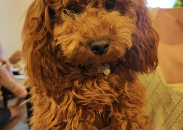 Al Faro Bianco E Con Parcheggio 4* Vasto